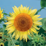 Russian Mammoth Sunflower Seeds Giant Towering Sunflower Plants High Germination Garden Seeds Helianthus annuus heirloom non-gmo seeds