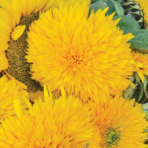 Giant Teddy Bear Sunflower Seeds Fluffy Double Bloom Dwarf Sunflower High Germination Garden Seeds Helianthus annuus heirloom non-gmo seeds