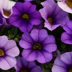 Denim Calibrachoa Seeds Blue Kabloom Mini Petunia Variety High Germination Garden Seeds heirloom non-gmo seeds