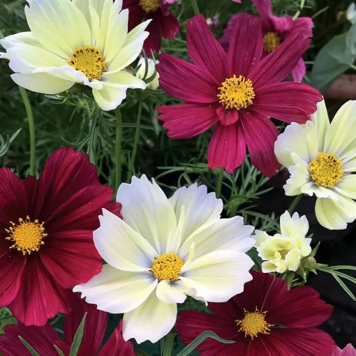 Cherry Pie Cosmos Seeds Warm Red-Pink Cosmos Flower Blend High Germination Garden Seeds heirloom non-gmo seeds