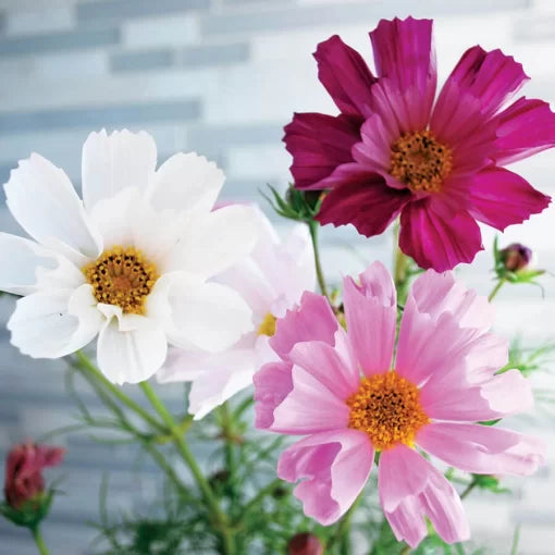 Sea Shells Cosmos Seeds Tubular Petal Cosmos Blend High Germination Garden Seeds heirloom non-gmo seeds