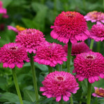Purple Crested Zinnia Seeds Scabiosa Flowered Double Zinnias High Germination Garden Seeds Zinnia elegans heirloom non-gmo seeds