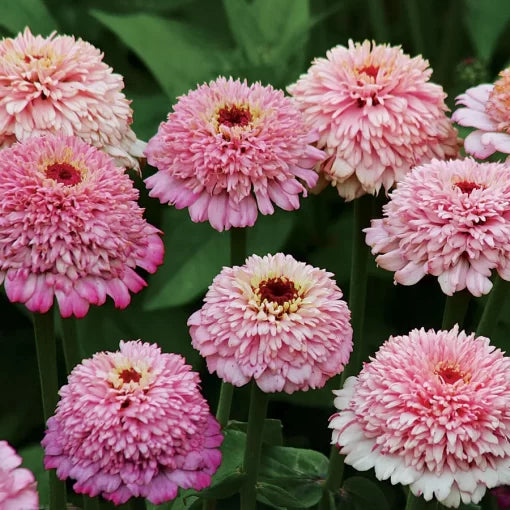 Zinderella Lilac Zinnia Seeds Lilac Crested Zinnia Seeds Scabiosa-Style Double Zinnia Seeds High Germination Garden Seeds lilac pompom zinnia seeds scabiosa type zinnia seeds lavender crested zinnia Zinnia elegans heirloom non-gmo seeds