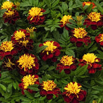 Spry Marigold Seeds Super Hero Red-Gold Marigold Variety High Germination Garden Seeds heirloom non-gmo seeds