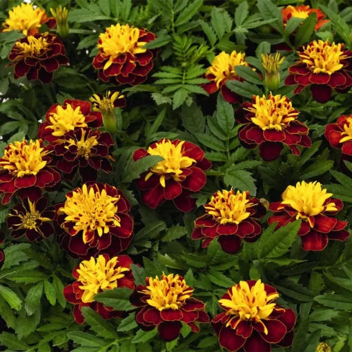 Spry Marigold Seeds Super Hero Red-Gold Marigold Variety High Germination Garden Seeds heirloom non-gmo seeds
