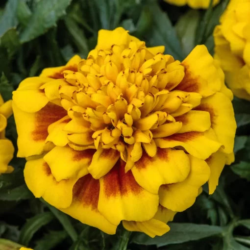Yellow Bee Marigold Seeds Super Hero Golden Blooms High Germination Garden Seeds heirloom non-gmo seeds