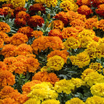 flowers high quality flower seeds for growing vibrant and colorful blooms in home gardens and landscapes organic flowers premium organic flower seeds for sustainable gardening and beautiful blossoms suitable for all climates