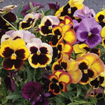 Swiss Giants Pansy Seeds Large-Faced Pansy High Germination Garden Seeds heirloom non-gmo seeds