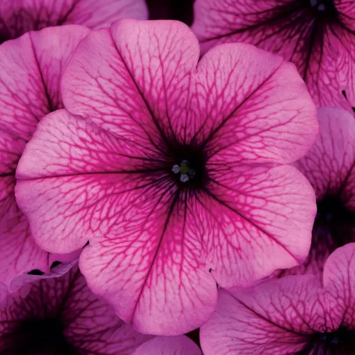 Rose Fusion Petunia Seeds Spreading Pink Rose Garden Petunia High Germination Garden Seeds heirloom non-gmo seeds