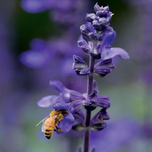 Big Blue Salvia Seeds Tall Deep Blue Flowering Sage High Germination Garden Seeds heirloom non-gmo seeds
