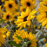 Yellow Dark Center Sunflower Seeds Sunfinity Type Continuous Bloom Sunflower High Germination Garden Seeds Helianthus annuus heirloom non-gmo seeds