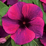 Black Cherry Vinca Seeds Dark Red Glossy Periwinkle Flowers High Germination Garden Seeds heirloom non-gmo seeds