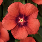 Tangerine Vinca Seeds Bright Orange Periwinkle Flowers High Germination Garden Seeds heirloom non-gmo seeds