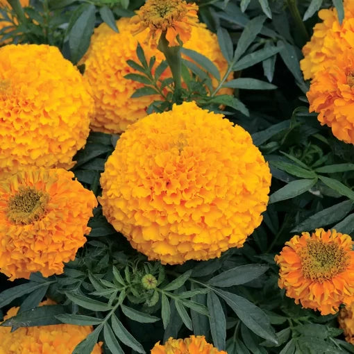 Big Duck Orange Marigold Seeds Large Bloom Vibrant Orange Marigold High Germination Garden Seeds heirloom non-gmo seeds