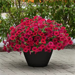 Carmine Velour Petunia Seeds Deep Carmine Wave Petunia Variety High Germination Garden Seeds heirloom non-gmo seeds
