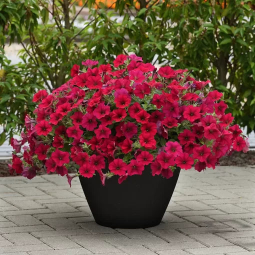 Carmine Velour Petunia Seeds Deep Carmine Wave Petunia Variety High Germination Garden Seeds heirloom non-gmo seeds