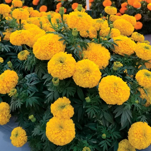 Gold Marigold Seeds Large Bloom Bedding Marigold Variety High Germination Garden Seeds heirloom non-gmo seeds