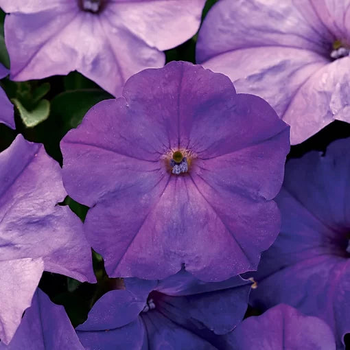 Lavender Sky Blue Petunia Seeds Spreading Garden Petunia High Germination Garden Seeds heirloom non-gmo seeds