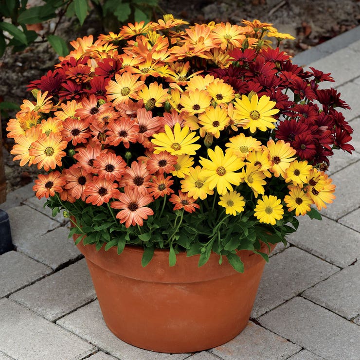 flowers high quality flower seeds for growing vibrant and colorful blooms in home gardens and landscapes organic flowers premium organic flower seeds for sustainable gardening and beautiful blossoms suitable for all climates