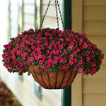 Cherry Calibrachoa Seeds Cherry Red Calibrachoa Seeds Hanging Basket Trailing Flower Seeds High Germination Garden Seeds cherry shade calibrachoa seeds red trailing petunia type seeds cherry red balcony flowering seeds heirloom non-gmo seeds