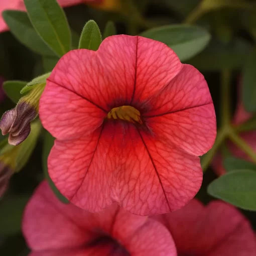 Calibrachoa Coral Seeds Coral Calibrachoa Seeds Cascading Mini Petunia Seeds High Germination Garden Seeds coral trailing calibrachoa seeds soft coral petunia type seeds coral balcony flowering seeds heirloom non-gmo seeds