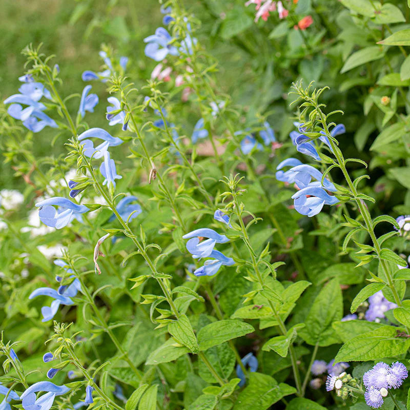 Salvia - Gentian Sage Cambridge Blue Seeds