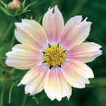 Apricot Lemonade Cosmos Seeds Pastel Apricot-Yellow Cosmos High Germination Garden Seeds heirloom non-gmo seeds
