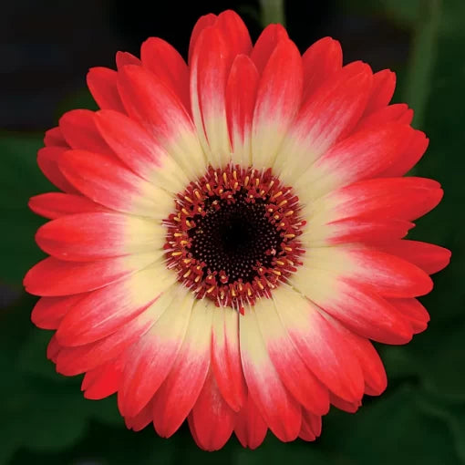 Red Begonia Seeds Fiona Bright Red Shade Begonias High Germination Garden Seeds heirloom non-gmo seeds