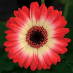 Red Begonia Seeds Fiona Bright Red Shade Begonias High Germination Garden Seeds heirloom non-gmo seeds