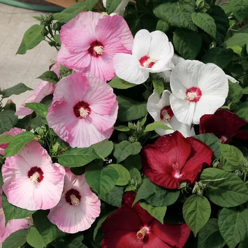 Hibiscus Flower Seeds Large Tropical Hibiscus Garden Blooms High Germination Garden Seeds heirloom non-gmo seeds