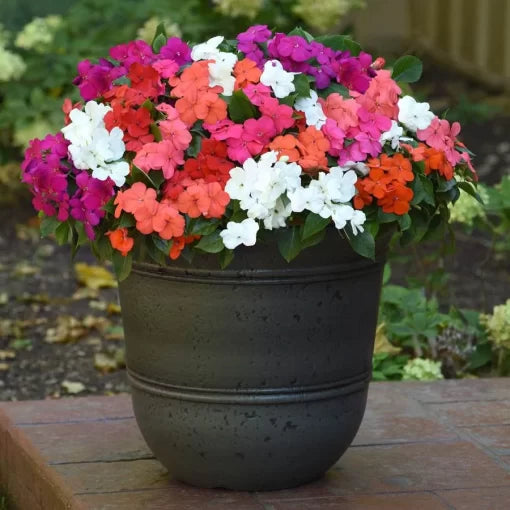 Formula Impatiens Seeds Multicolor Shade-Loving Impatiens Blend High Germination Garden Seeds heirloom non-gmo seeds