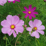 Sensation Cosmos Seeds Tall Mixed Cosmos for Cutting High Germination Garden Seeds heirloom non-gmo seeds