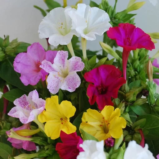 Four O Clocks Flower Seeds Fragrant Evening-Blooming Marvel of Peru High Germination Garden Seeds heirloom non-gmo seeds