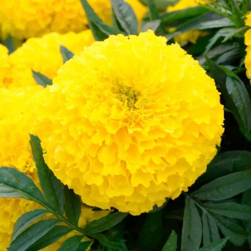 Yellow Marigold Seeds Bright Golden African Marigold Variety High Germination Garden Seeds heirloom non-gmo seeds