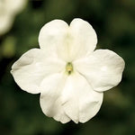 Salmon Shades Impatiens Seeds Imara Soft Salmon Hybrid Impatiens High Germination Garden Seeds heirloom non-gmo seeds