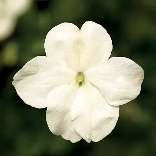 Salmon Shades Impatiens Seeds Imara Soft Salmon Hybrid Impatiens High Germination Garden Seeds heirloom non-gmo seeds