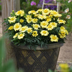 Daisy Wheel Lemon Marigold Seeds Soft Yellow Lemon-Tone Marigold High Germination Garden Seeds Bellis perennis heirloom non-gmo seeds