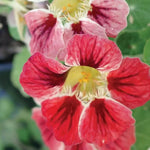 Chameleon Nasturtium Seeds Color-Shifting Unique Nasturtium Variety High Germination Garden Seeds Tropaeolum majus heirloom non-gmo seeds