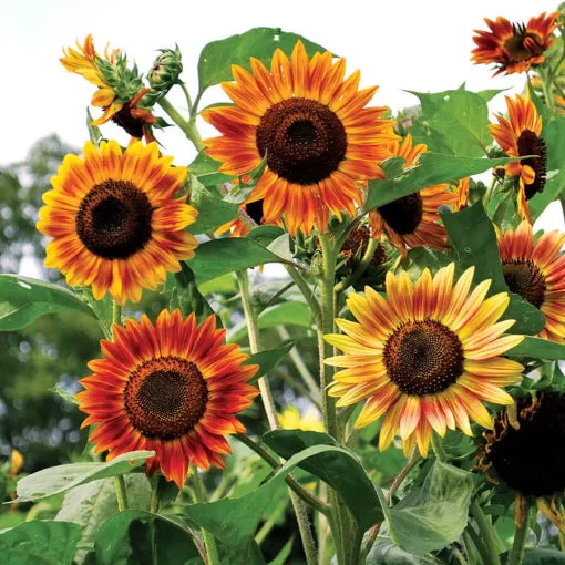 Evening Sun Sunflower Seeds Multicolor Sunflower High Germination Garden Seeds Helianthus annuus heirloom non-gmo seeds