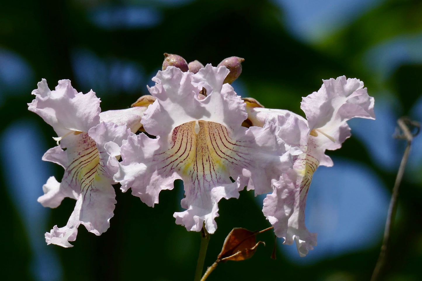 Dwarf Catalpa