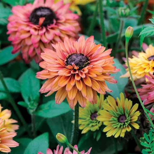 Sahara Rudbeckia Seeds Earth-Toned Prairie Daisy Blend High Germination Garden Seeds Bellis perennis heirloom non-gmo seeds