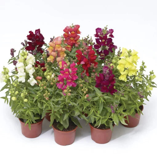 Dwarf Snapdragon Seeds Snaptini Compact Multicolor Variety High ...