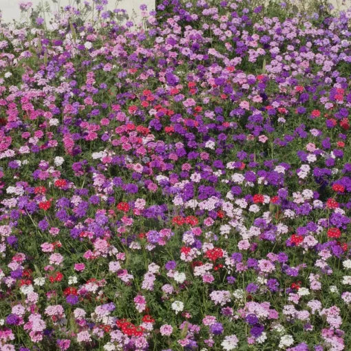 Moss Verbena Seeds Low-Growing Spreading Verbena Groundcover High Germination Garden Seeds heirloom non-gmo seeds