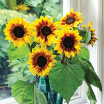 Helios Flame Sunflower Seeds Bi-Color Red and Gold Sunflower High Germination Garden Seeds Helianthus annuus heirloom non-gmo seeds