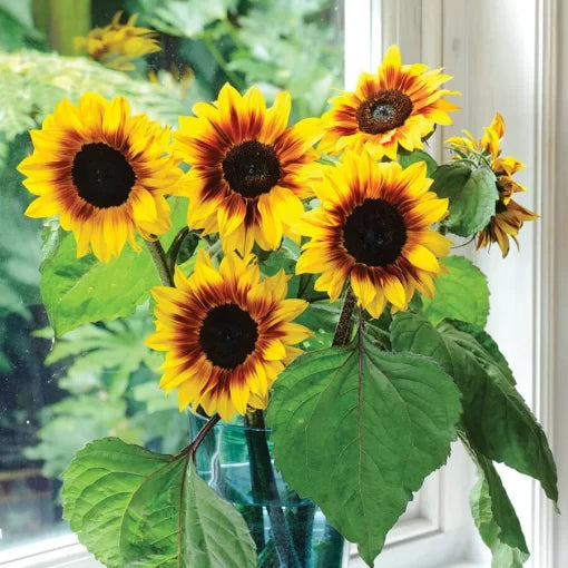 Helios Flame Sunflower Seeds Bi-Color Red and Gold Sunflower High Germination Garden Seeds Helianthus annuus heirloom non-gmo seeds
