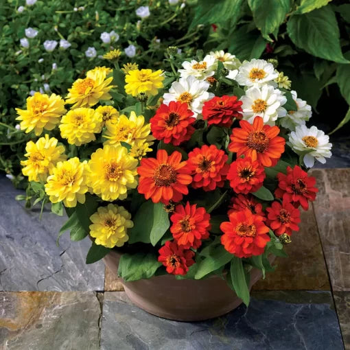 Double Sunrise Zinnia Seeds Vibrant Bi-Color Garden Zinnias High Germination Garden Seeds Zinnia elegans heirloom non-gmo seeds
