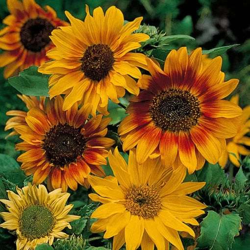 Autumn Time Sunflower Seeds Warm-Toned Autumn Color Sunflower High Germination Garden Seeds Helianthus annuus heirloom non-gmo seeds