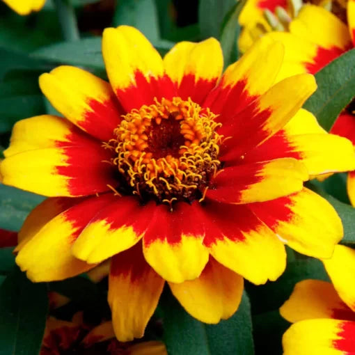 Red Yellow Bicolor Zinnia Seeds Profusion Type Compact Zinnia High Germination Garden Seeds Zinnia elegans heirloom non-gmo seeds