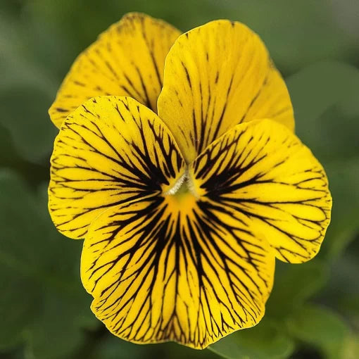 Tiger Eye Viola Seeds Striking Patterned Viola Variety High Germination Garden Seeds heirloom non-gmo seeds