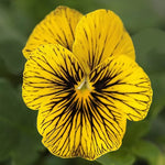Tiger Eye Viola Seeds Striking Patterned Viola Variety High Germination Garden Seeds heirloom non-gmo seeds
